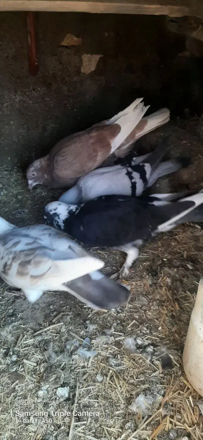 کفتر پرشی|پرنده|فیروزه, |دیوار