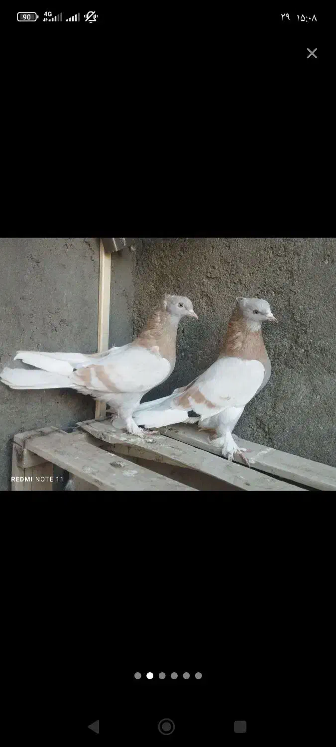 فروش یک جفت زرد کاغذی|پرنده|اشنویه, |دیوار