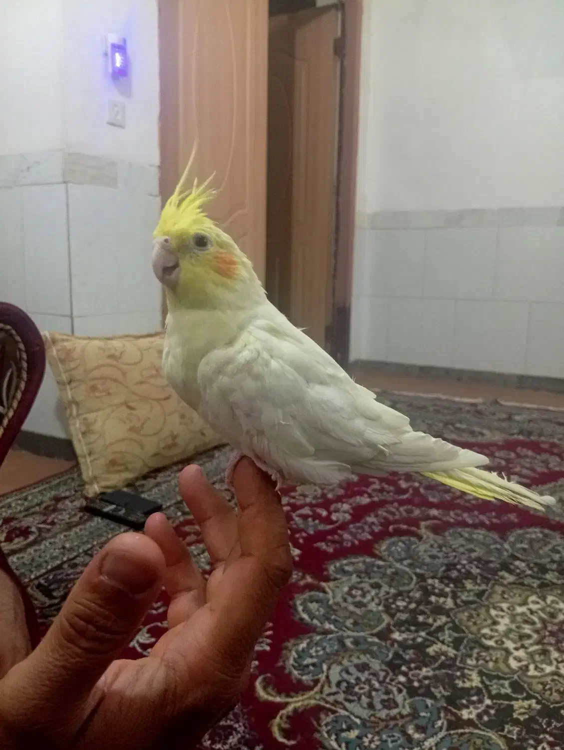 3عدد عروس هلندی|پرنده|یاسوج, |دیوار