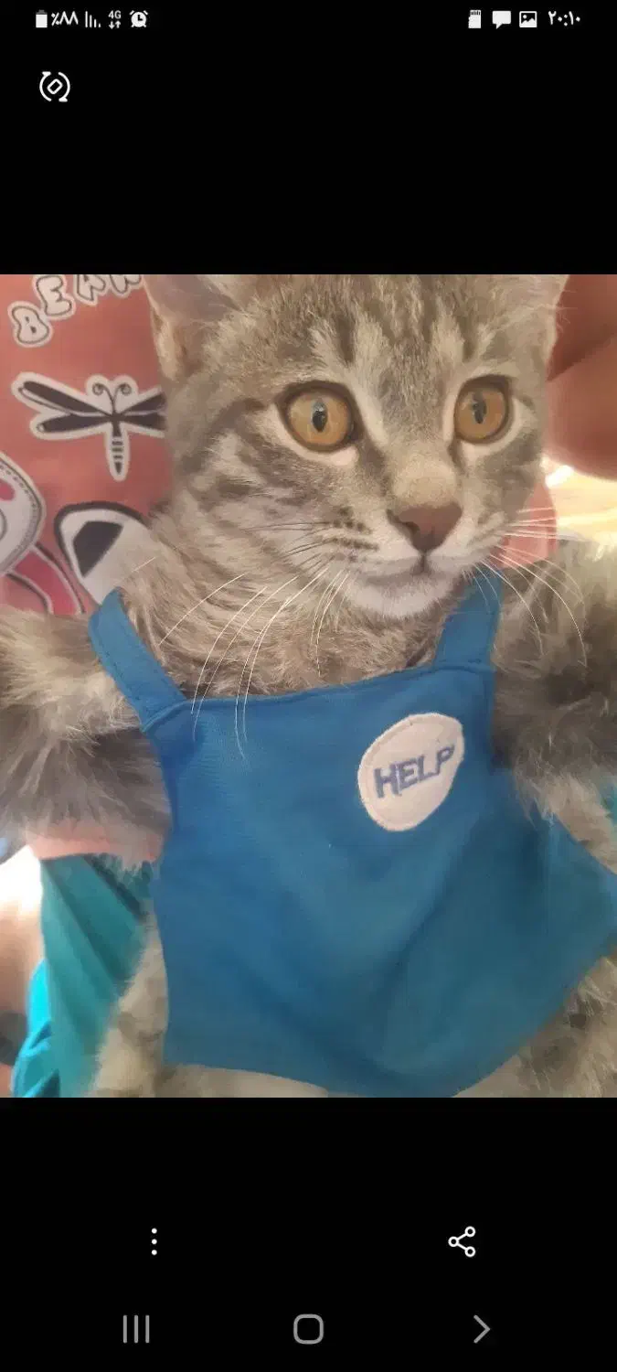 گربه|حیوانات|اصفهان, دارک|دیوار