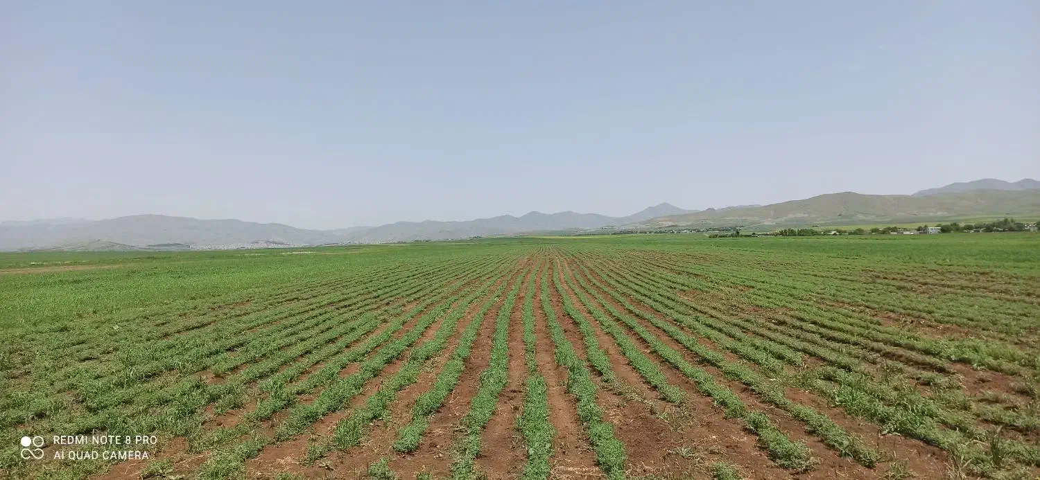 نخود|خوردنی و آشامیدنی|آذرشهر, |دیوار