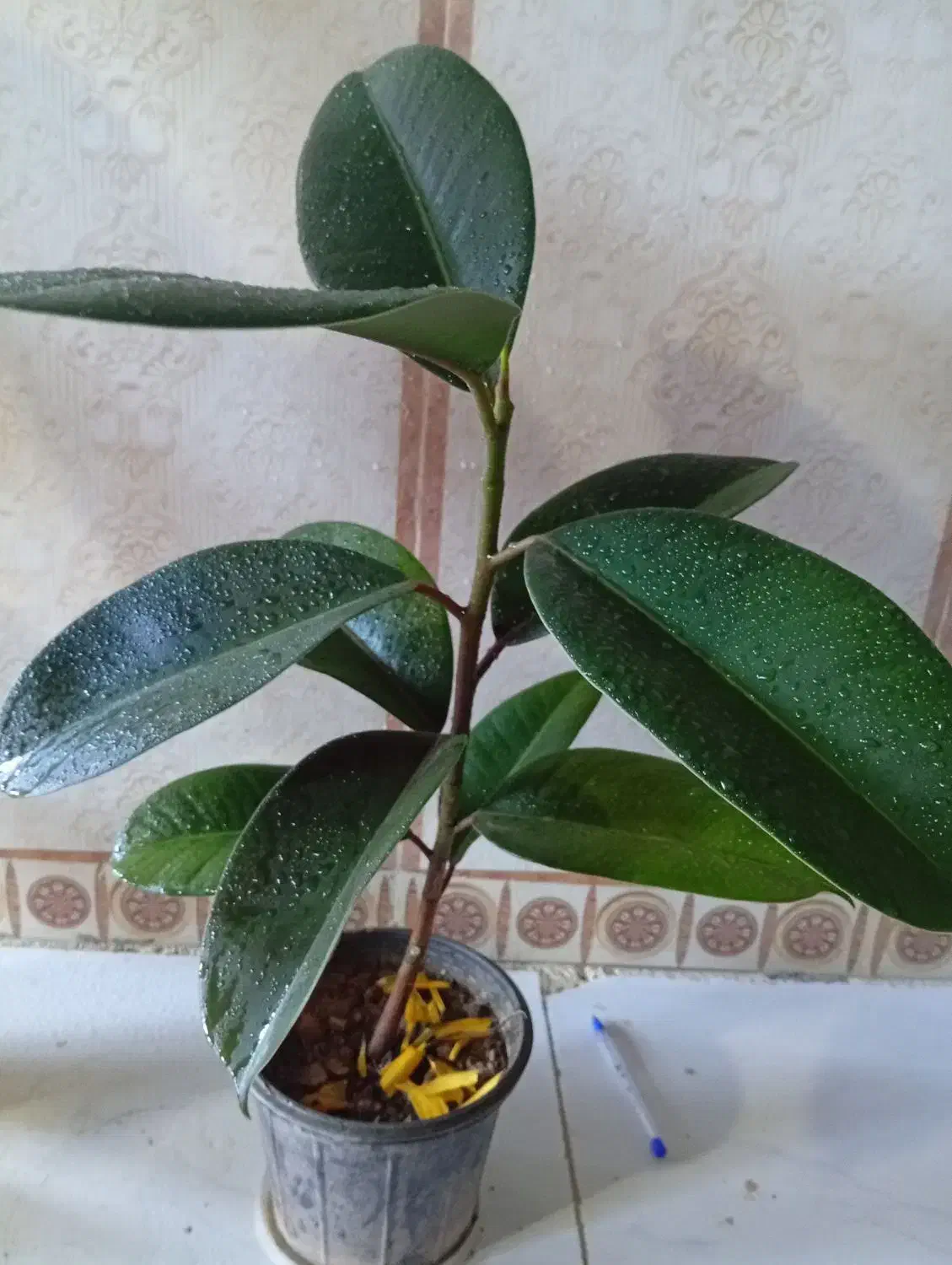 فیکوس بلک|گل و گیاه طبیعی|زابل, |دیوار