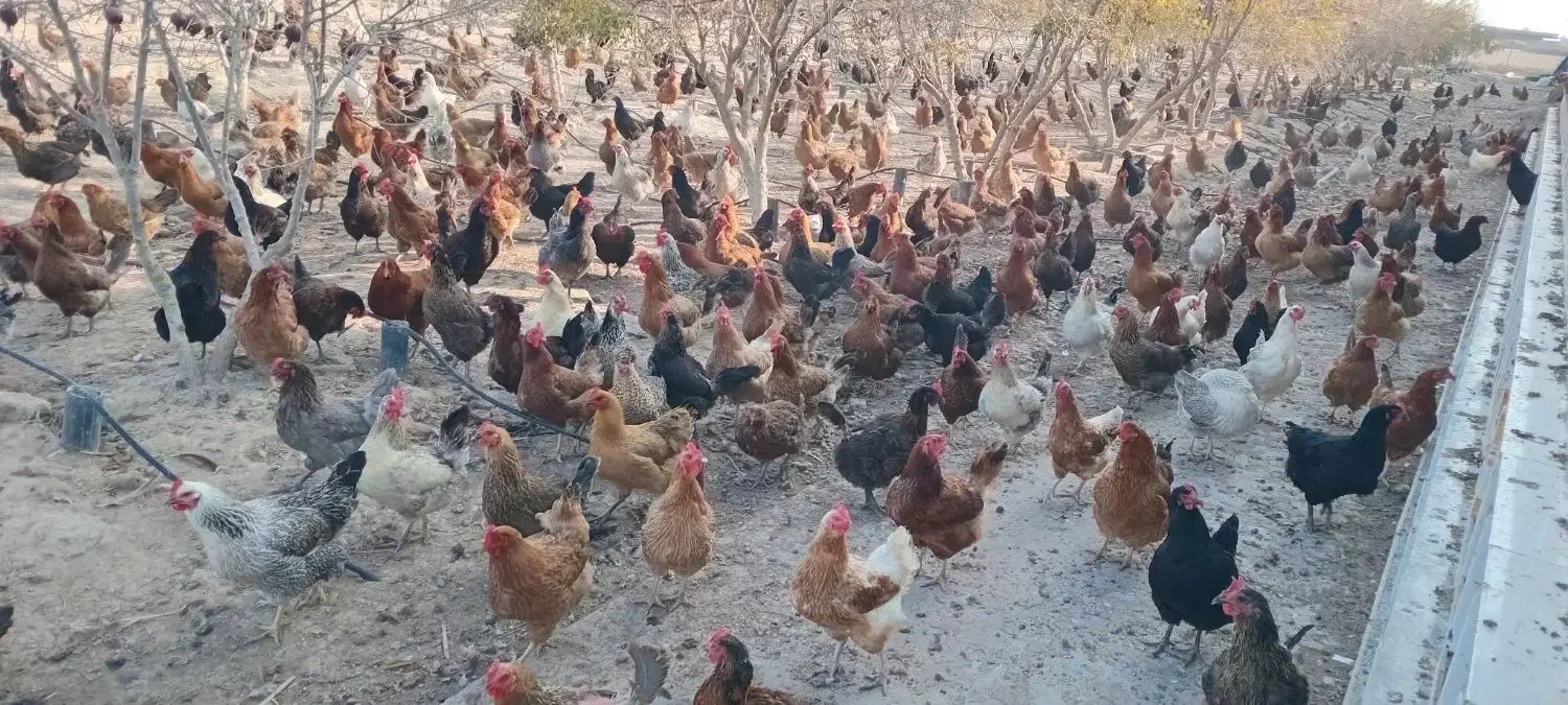 فروش‌مرغ‌تخم‌گذار|حیوانات مزرعه|گمیشان, |دیوار