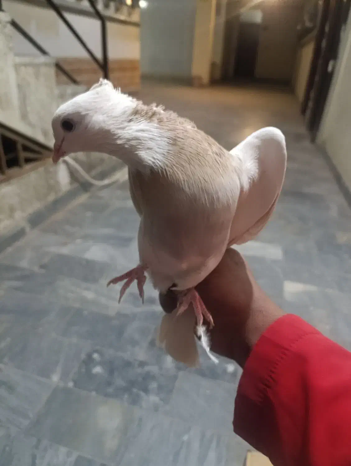 کبوتر طوقی|پرنده|سمنان, |دیوار