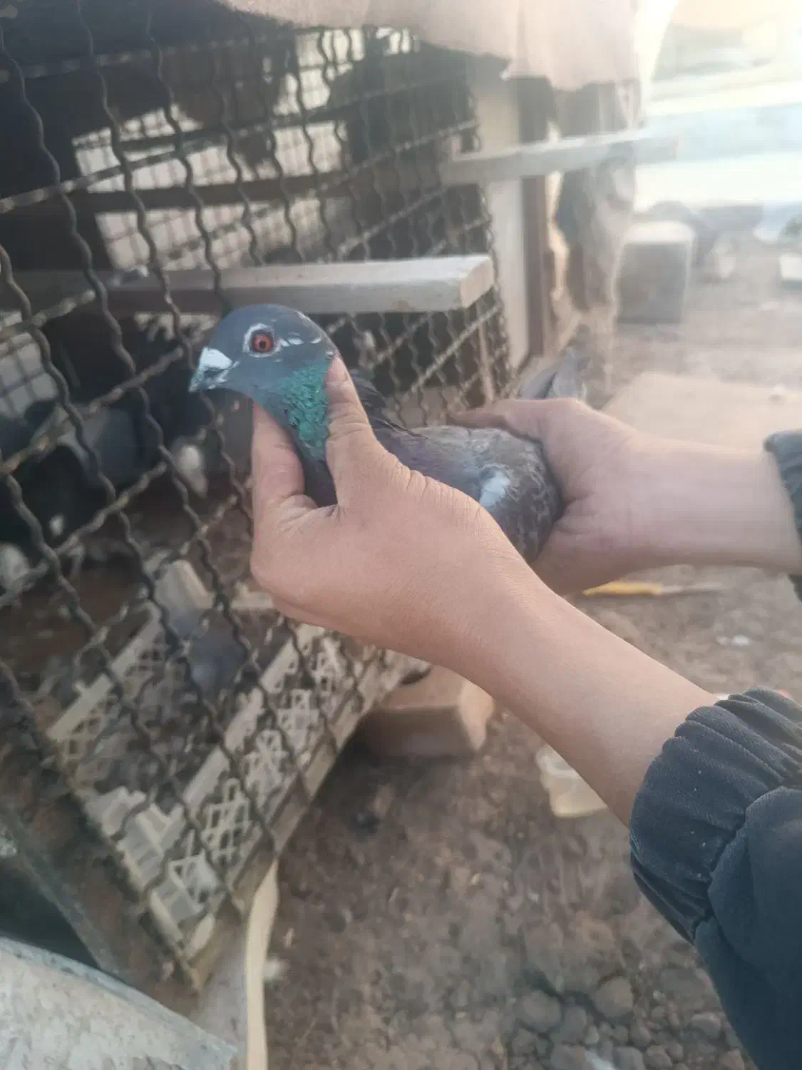 پولکی نر|پرنده|تربتحیدریه, قائم|دیوار