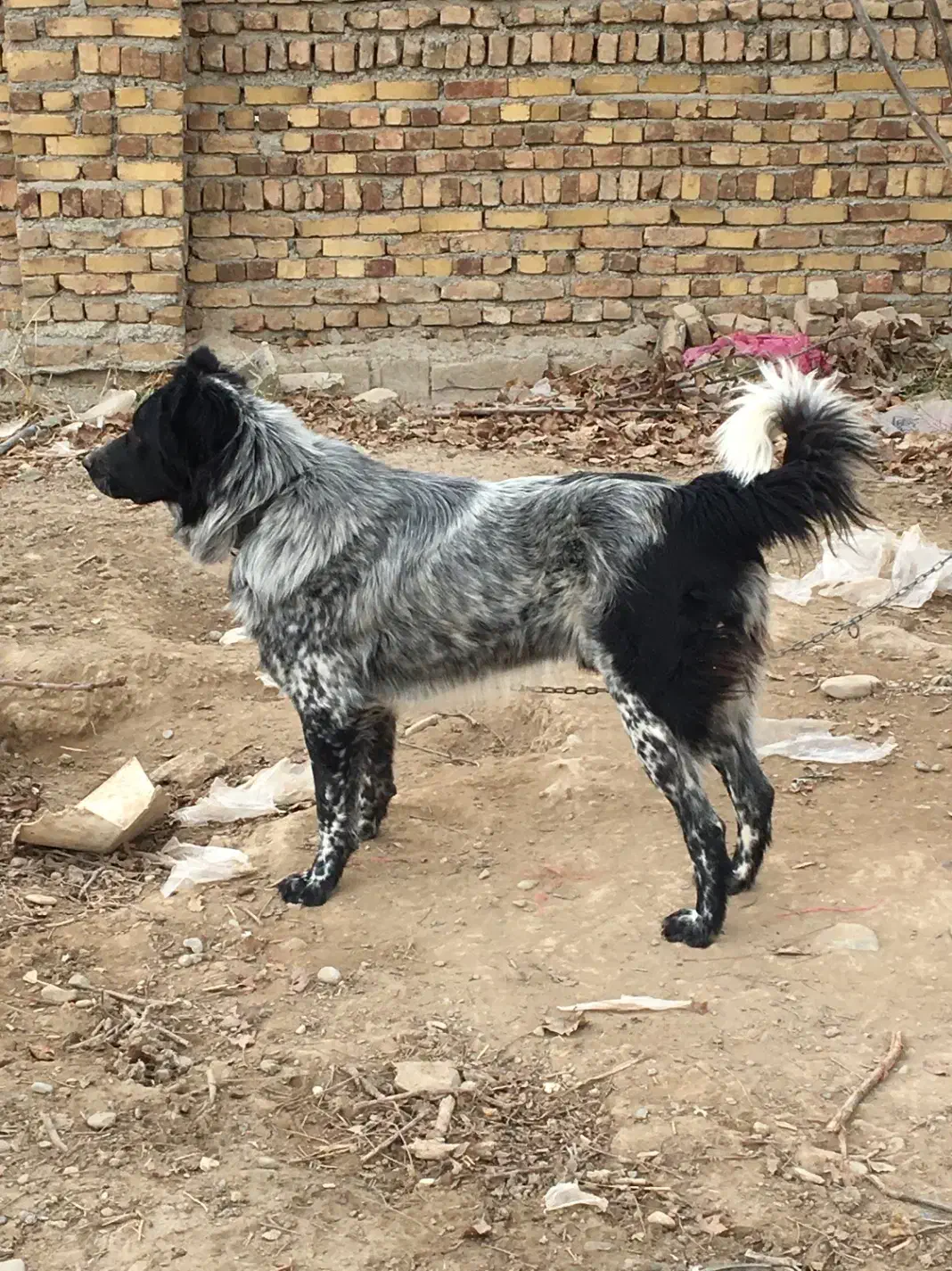 نر قدرجونی|سگ|زرندیه, |دیوار