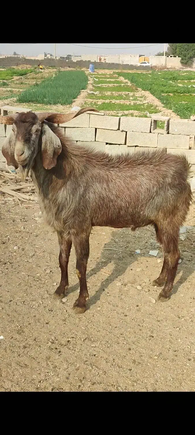 پازن جوون|حیوانات مزرعه|بهبهان, |دیوار