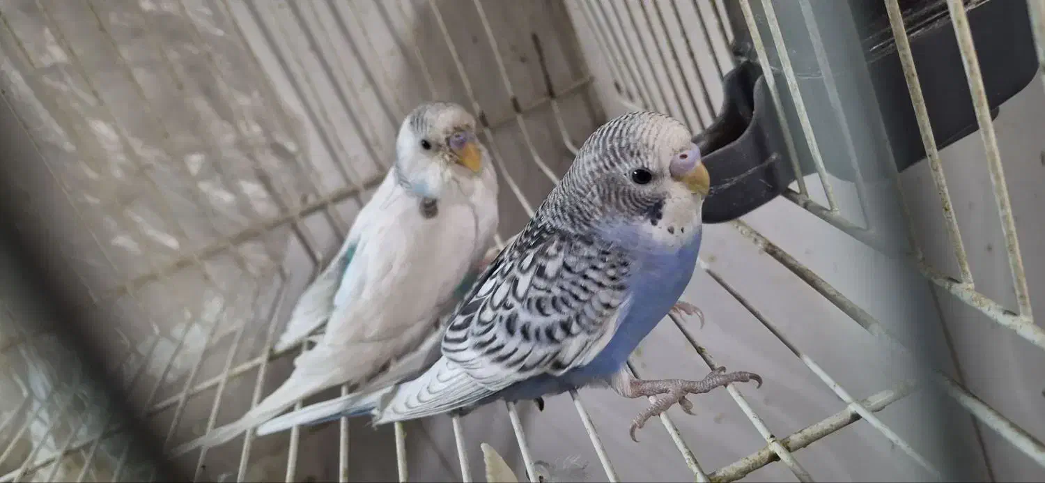 مرغ عشق|پرنده|بیرجند, |دیوار