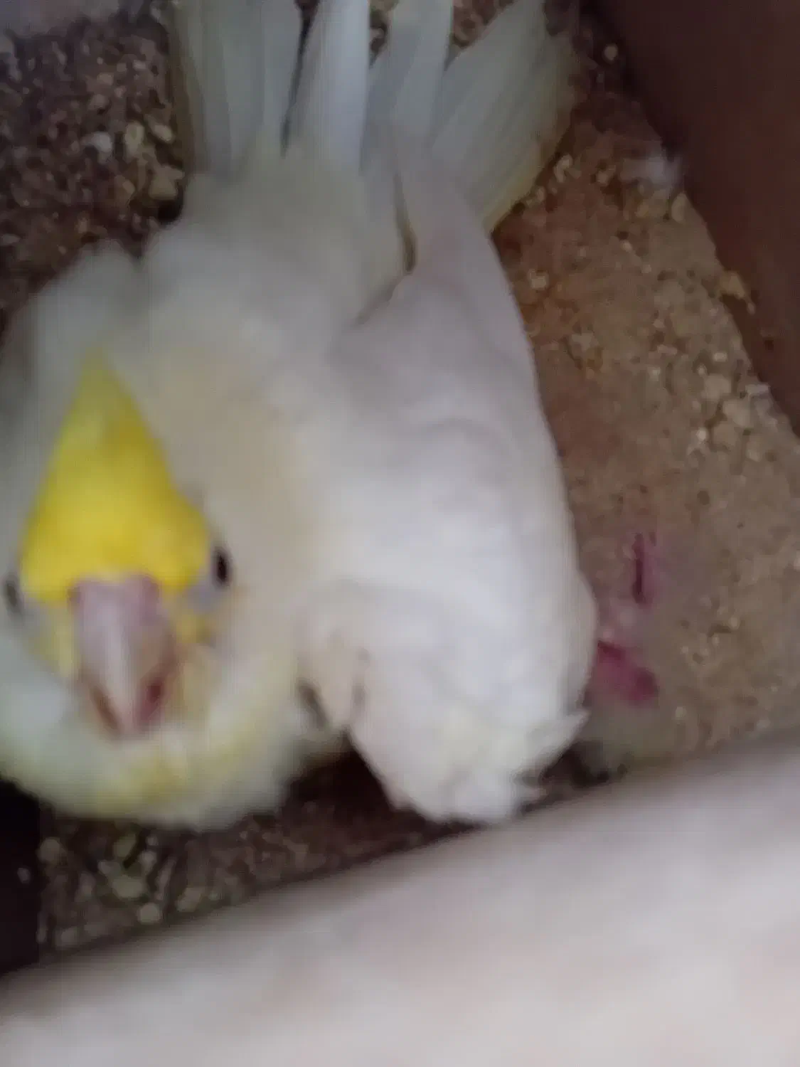 دو جفت عروس هلندی رویجوجه و روی تخم|پرنده|بجنورد, |دیوار