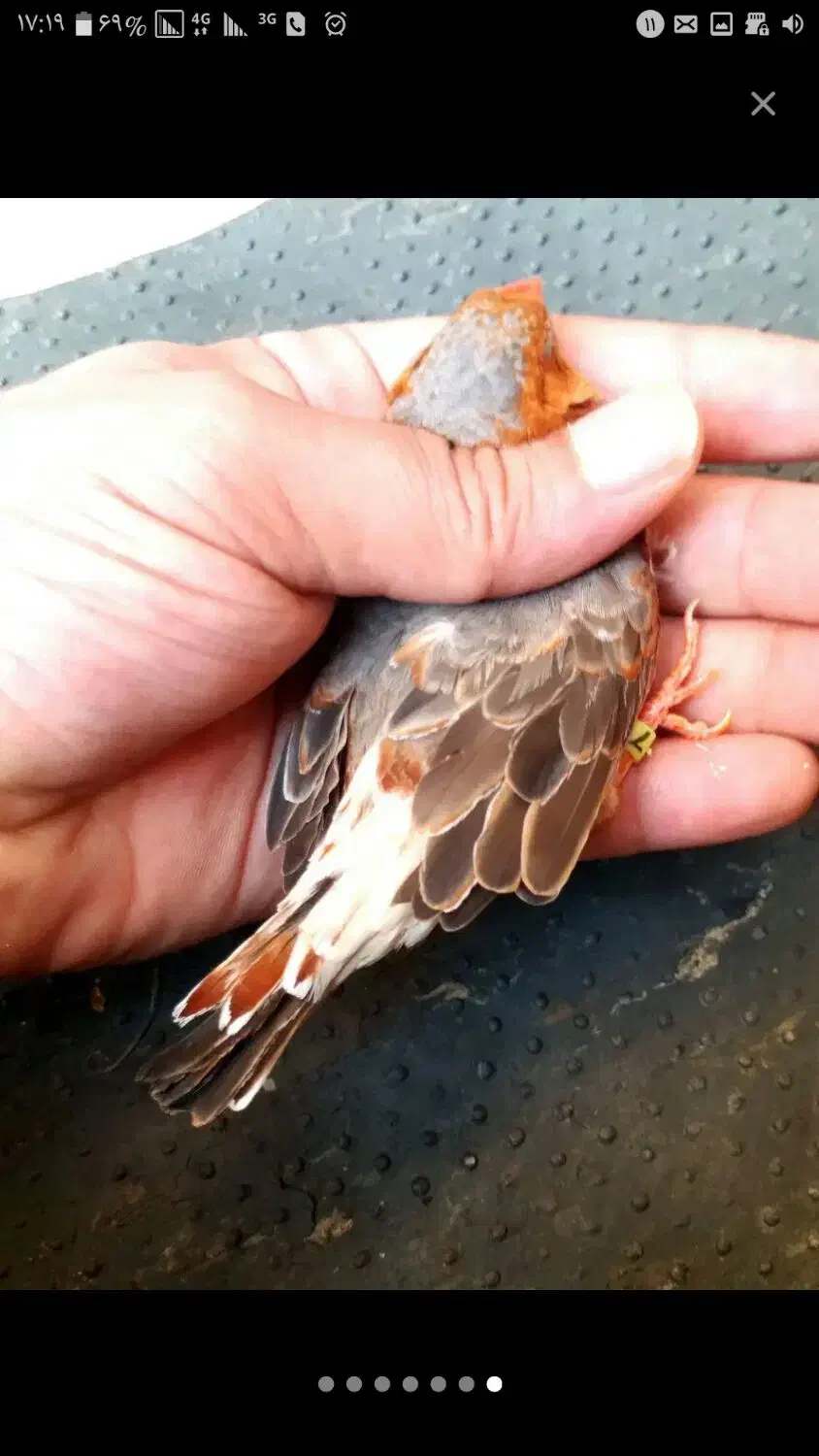 جفت اورنج و دو ماده کیفیت بالا|پرنده|چمران, |دیوار