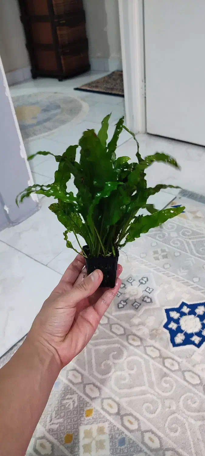 گیاه اکواریومی|ماهی|گرگان, |دیوار