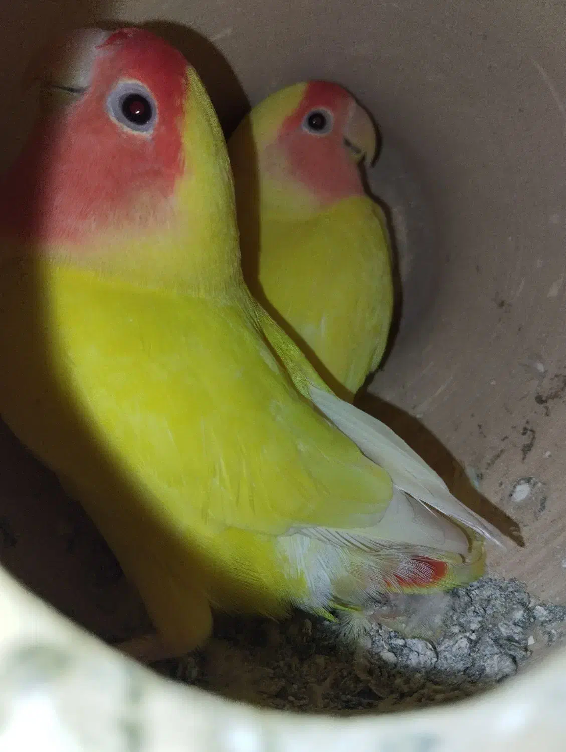 طوطی ملنگو|پرنده|میناب, |دیوار