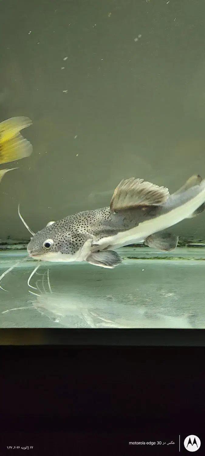 ماهی ردتیل|ماهی|کهریزک, |دیوار