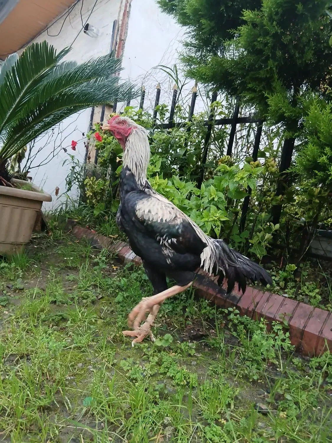 خروس لاری|حیوانات مزرعه|آمل, |دیوار