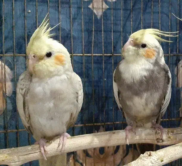 جوجه عروس هلندی|پرنده|اندیشه, اندیشه فاز ۴|دیوار