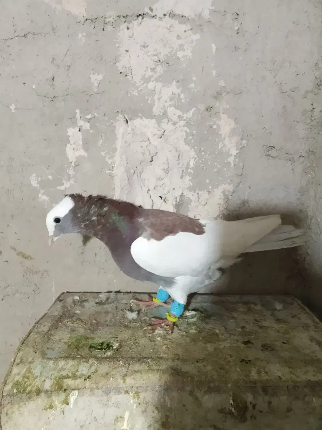 طوق|پرنده|مرودشت, نقش رستم|دیوار