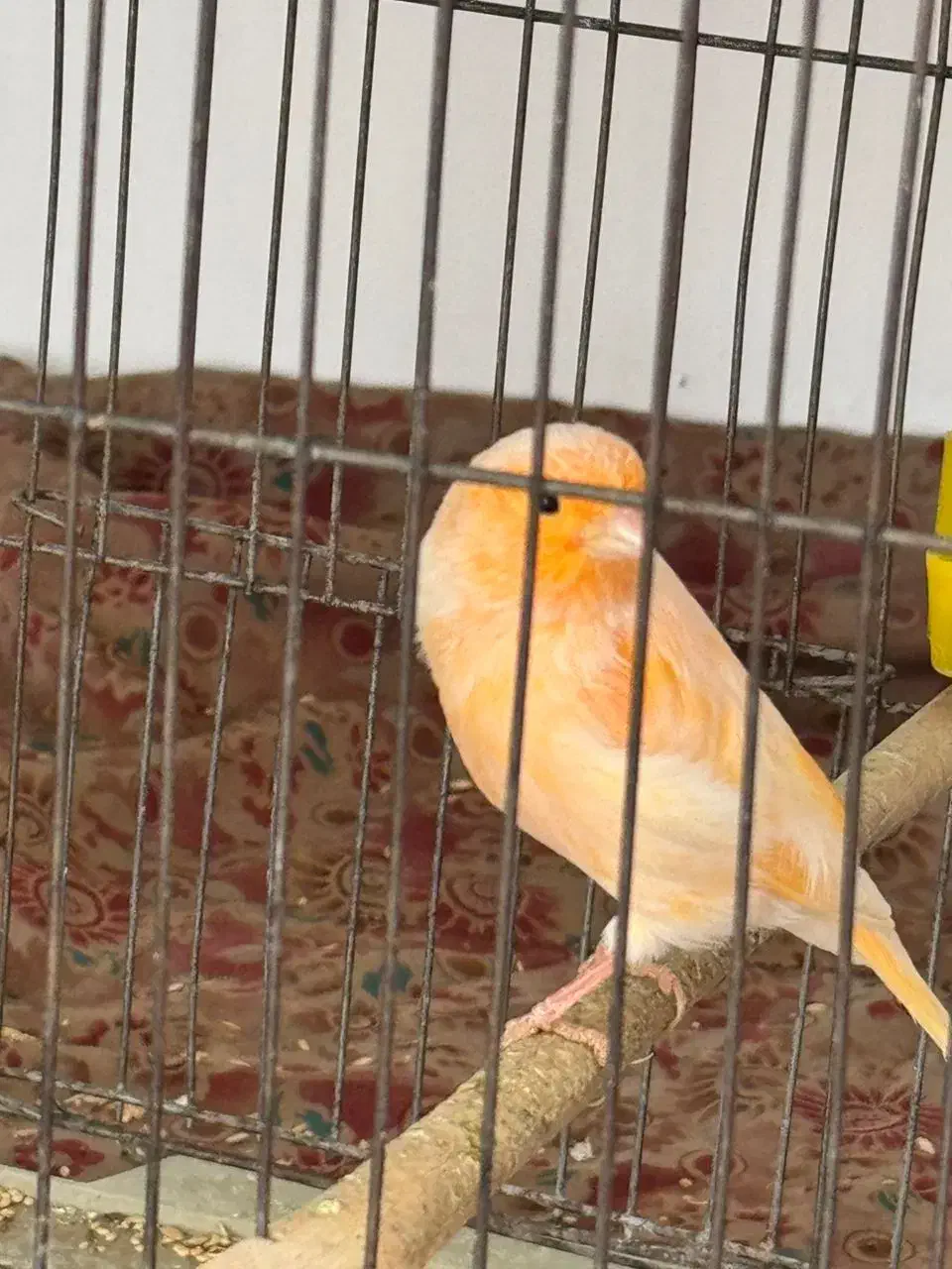 قناری مست|پرنده|کرمانشاه, |دیوار