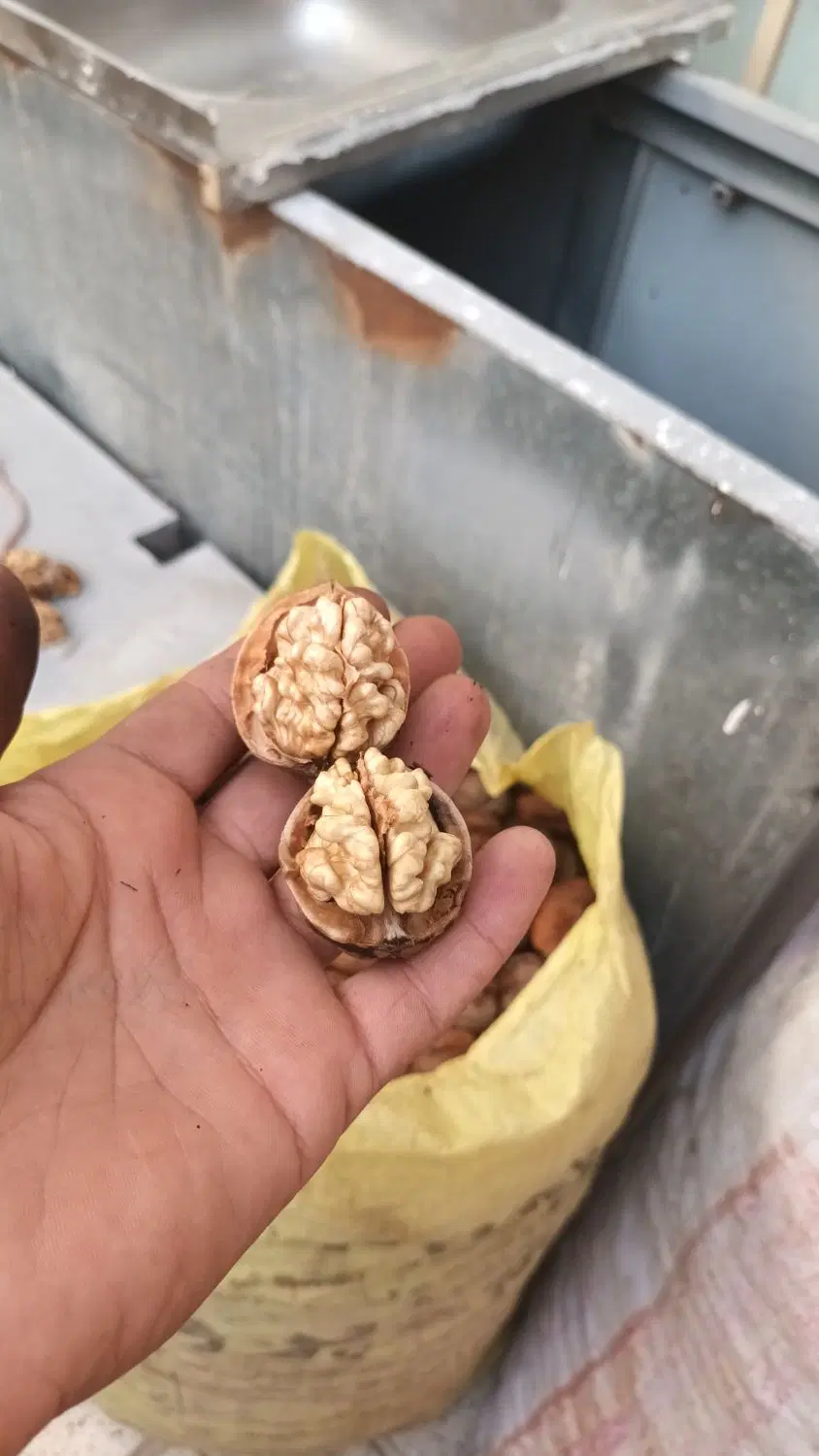 گردو|خوردنی و آشامیدنی|مشهد, کوی دروی|دیوار
