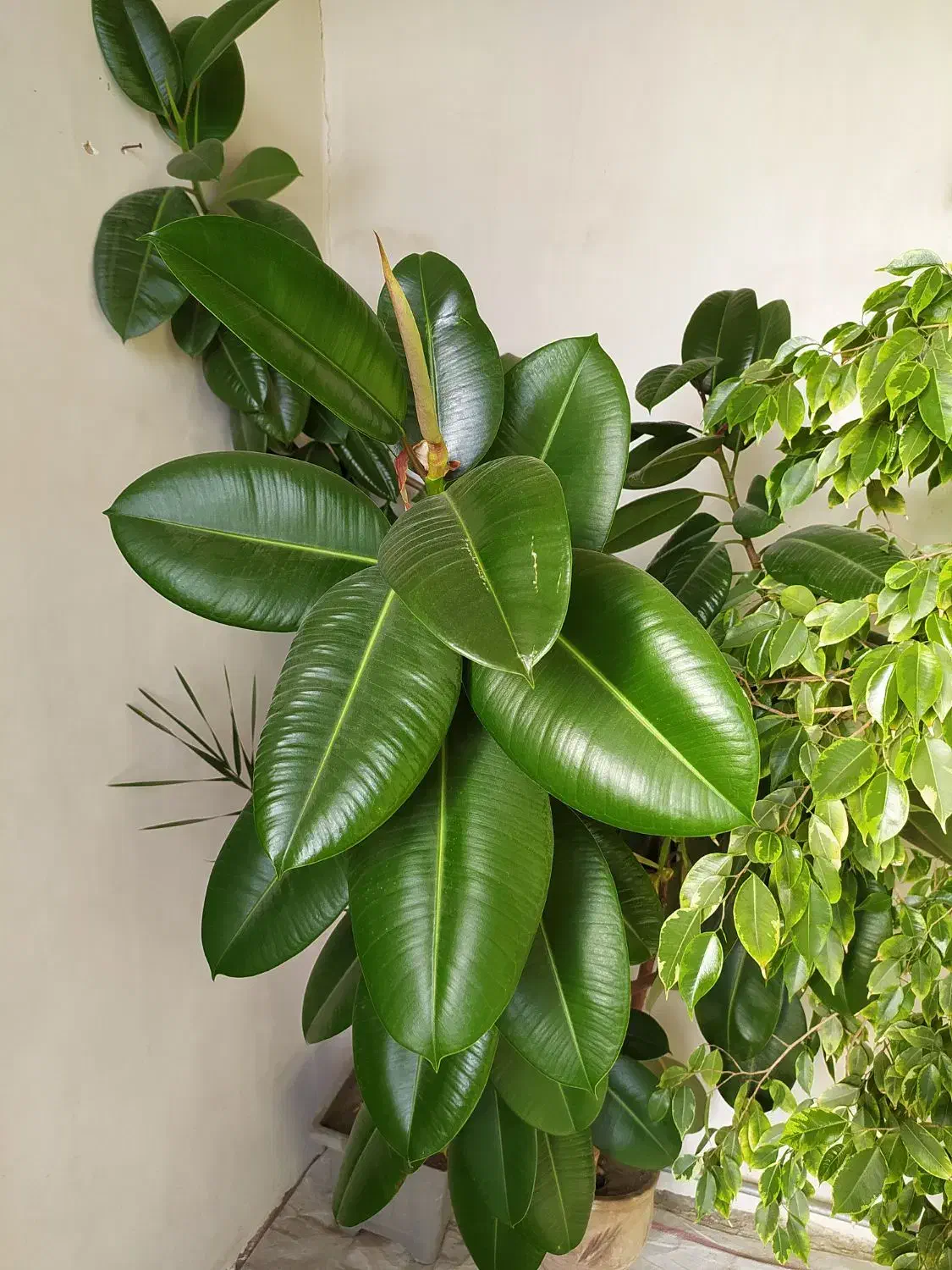 فروش گل بنجامین و فیکوس|گل و گیاه طبیعی|ملکان, |دیوار