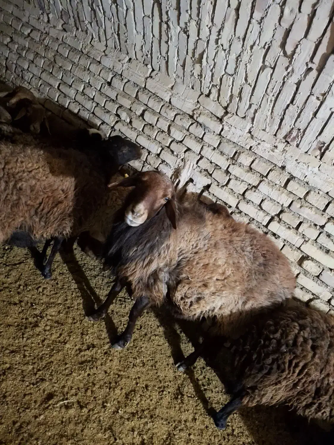 قوچ هترو|حیوانات مزرعه|فردوس (خراسان), |دیوار