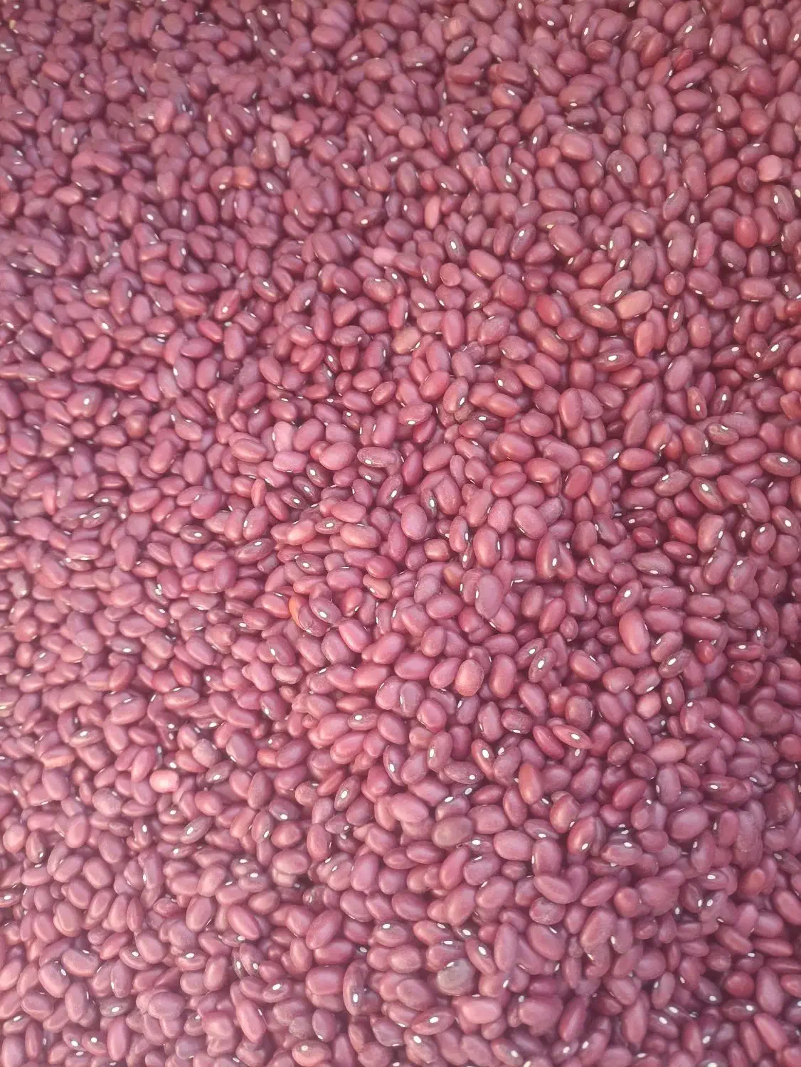 لوبیا قرمز|عمدهفروشی|رزن, |دیوار