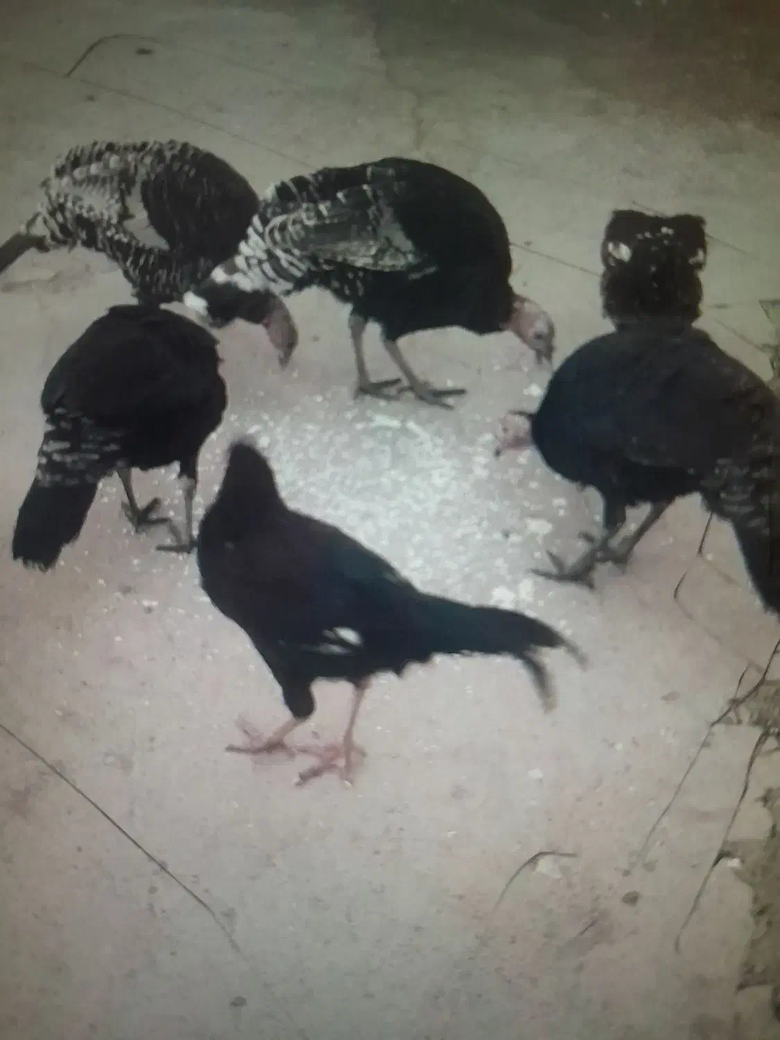 ۲عددخروس ۴بوقلمون|حیوانات مزرعه|شاهین دژ, |دیوار