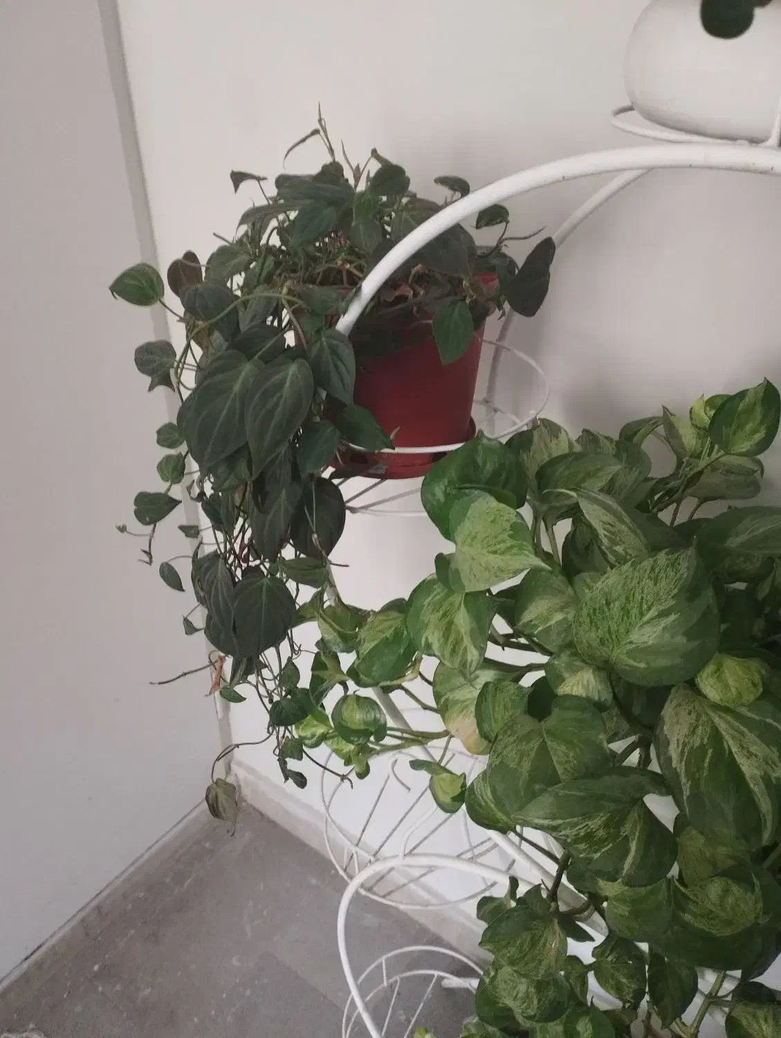 گل پتوس منجولا و گل با برگهای مخملی سبز|گل و گیاه طبیعی|کرج, کوی کارمندان شمالی|دیوار