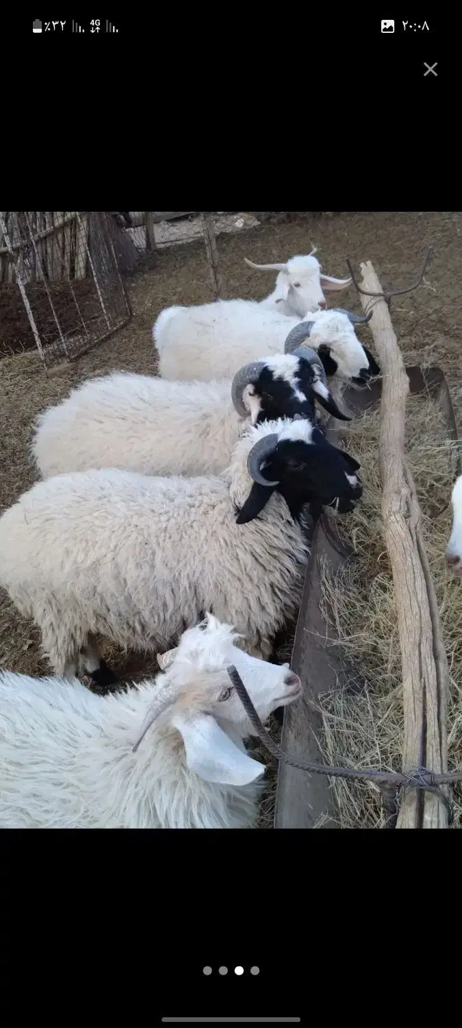 ذبح گوسفند در پارس اباد و حومه|خدمات پذیرایی، مراسم|پارسآباد, |دیوار