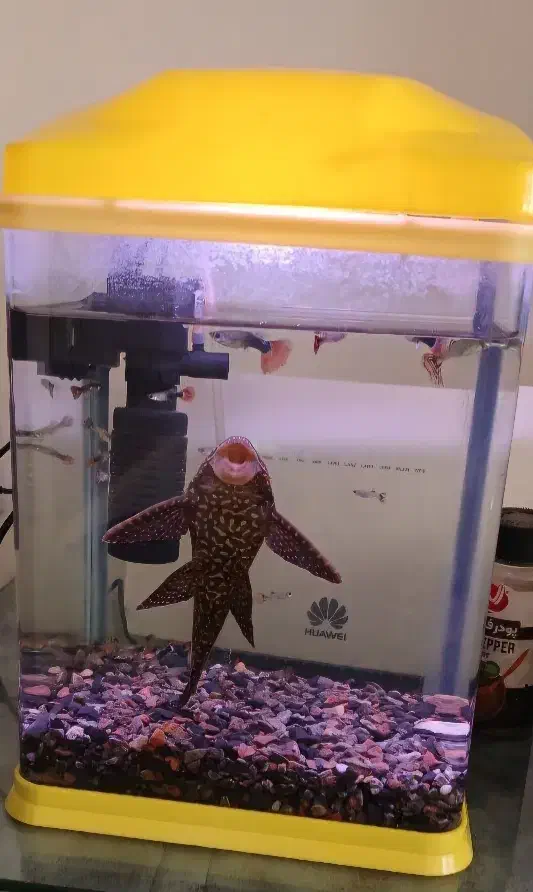 لجن خوار|ماهی|قم, عمار یاسر|دیوار