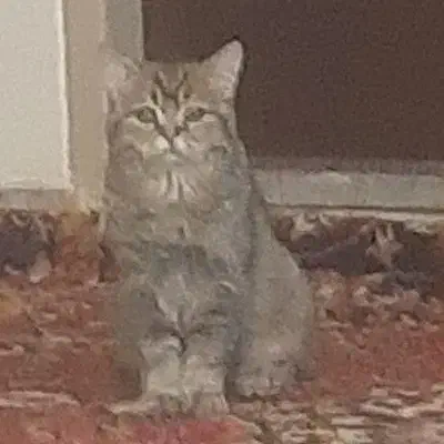 گربه کمشده|حیوانات|تبریز, |دیوار