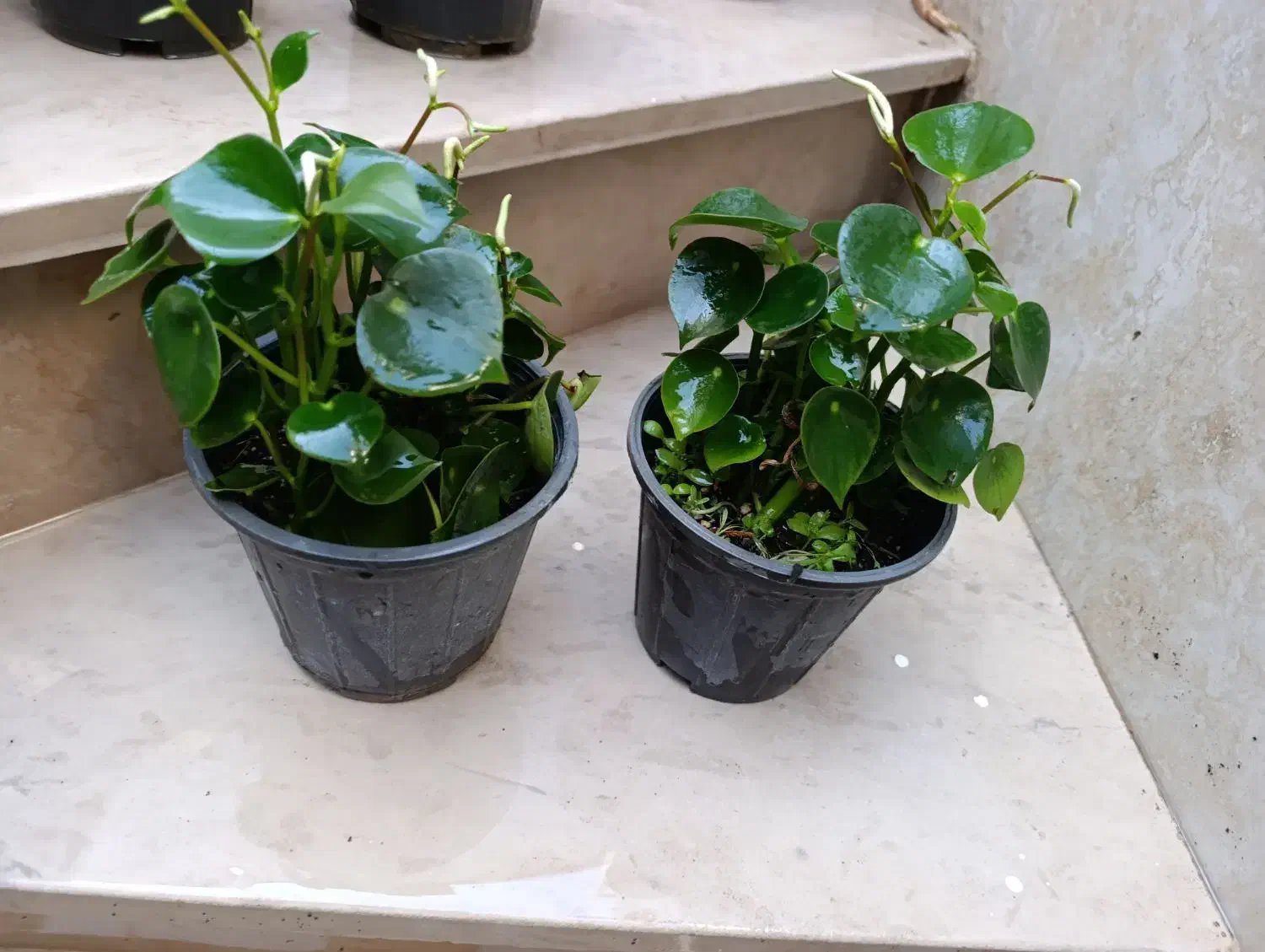 دونه 150اریکا 150|گل و گیاه طبیعی|نیشابور, شهید بهشتی|دیوار