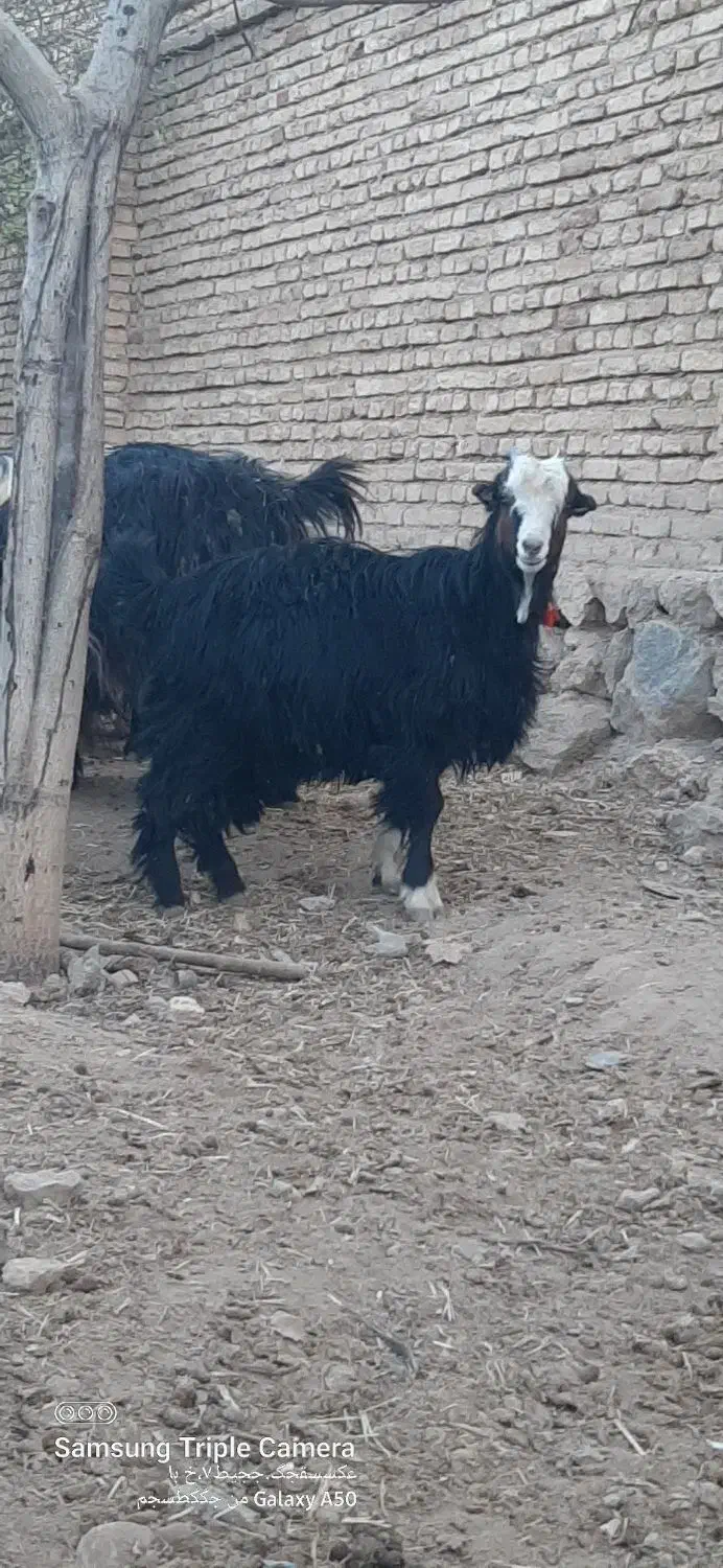 بزغاله ماده داشتی و کشتی|حیوانات مزرعه|شهرکرد, |دیوار