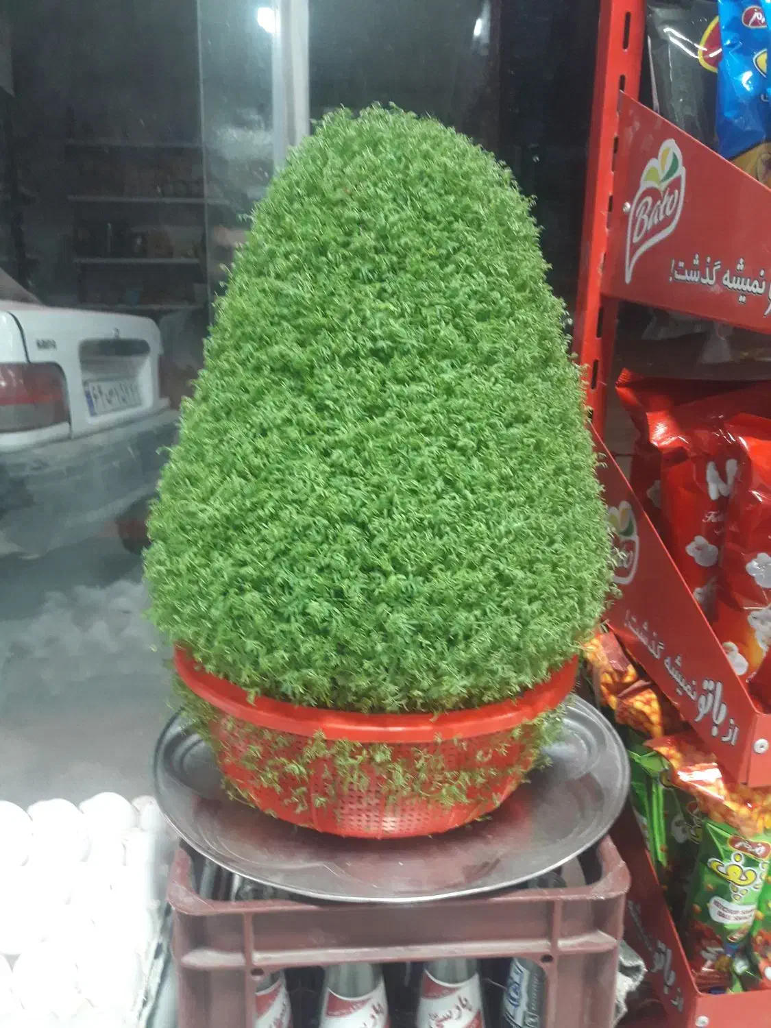 سبزه زیبا مناسب عروسی|گل و گیاه طبیعی|نورآباد, |دیوار