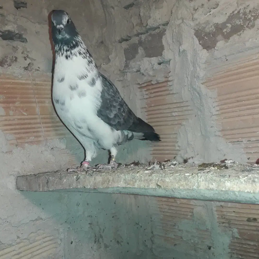 کفتر لوتی|پرنده|تبریز, |دیوار