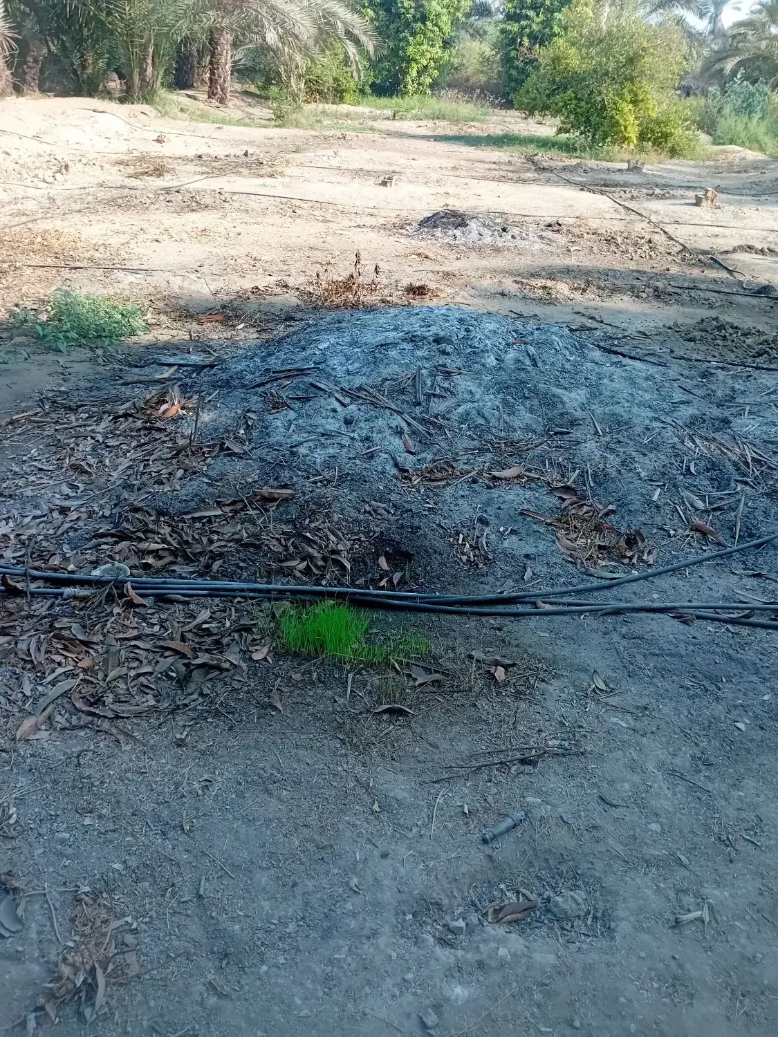 برش درختان خشک و غیر مثمر مرکبات، رودان و راهدار|خدمات باغبانی و درختکاری|رودان, |دیوار