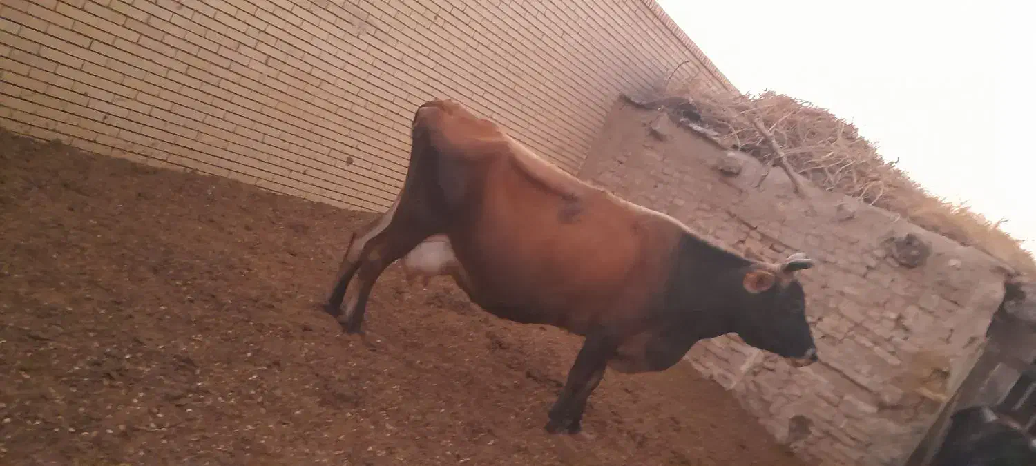 فروش ۲ راس گاو به قیمت  مناسب|حیوانات مزرعه|کشکوئیه, |دیوار