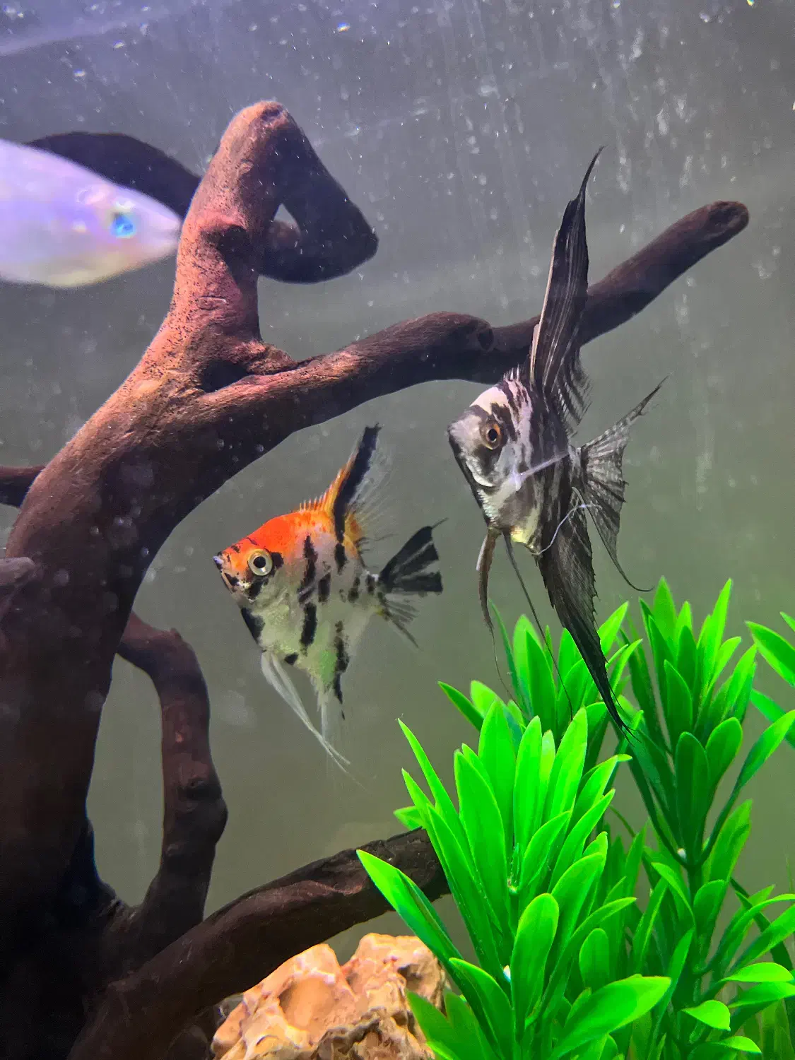 ماهی|ماهی|مشهد, شفا|دیوار