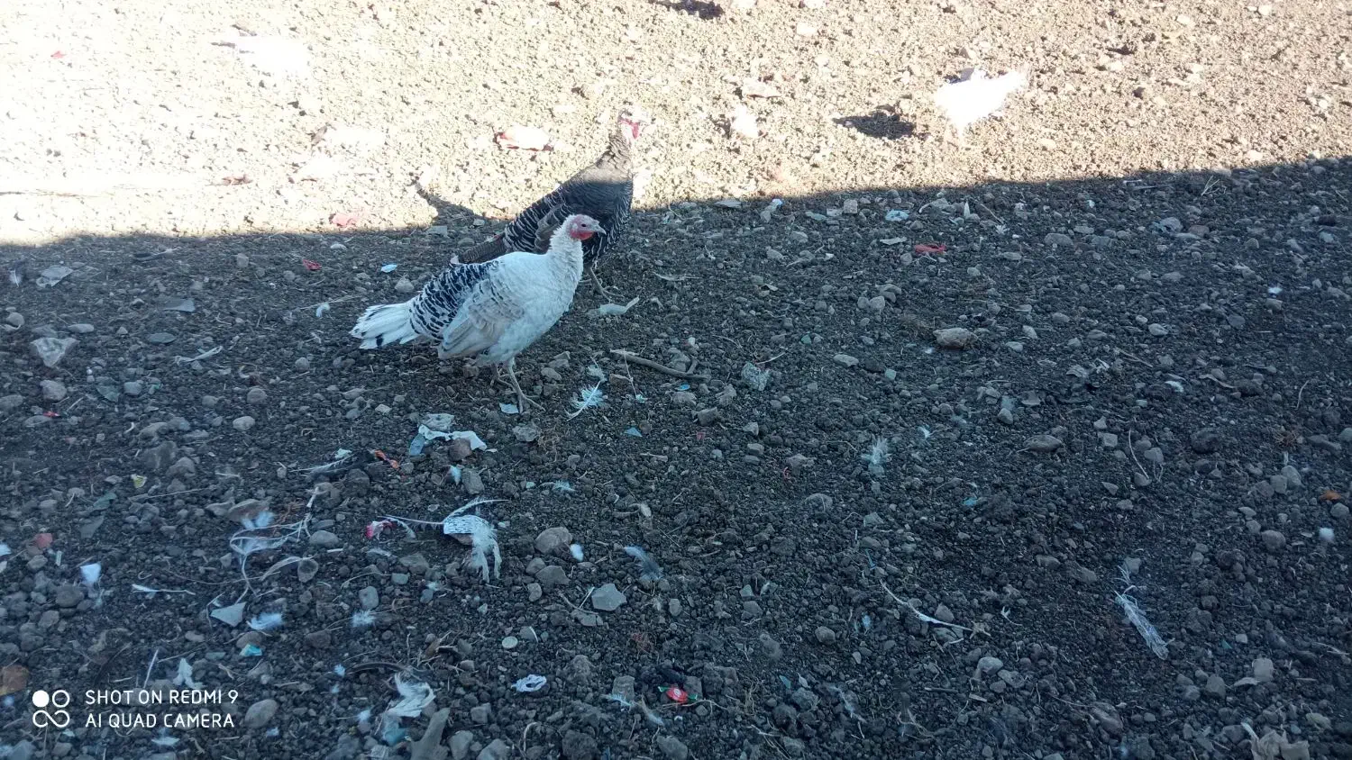 بوقلمون نر ماده|حیوانات مزرعه|بیلوار, |دیوار