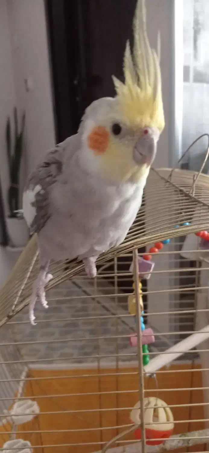 عروس هلندیم گم شده|حیوانات|فولادشهر, مسکن مهر فولادشهر|دیوار