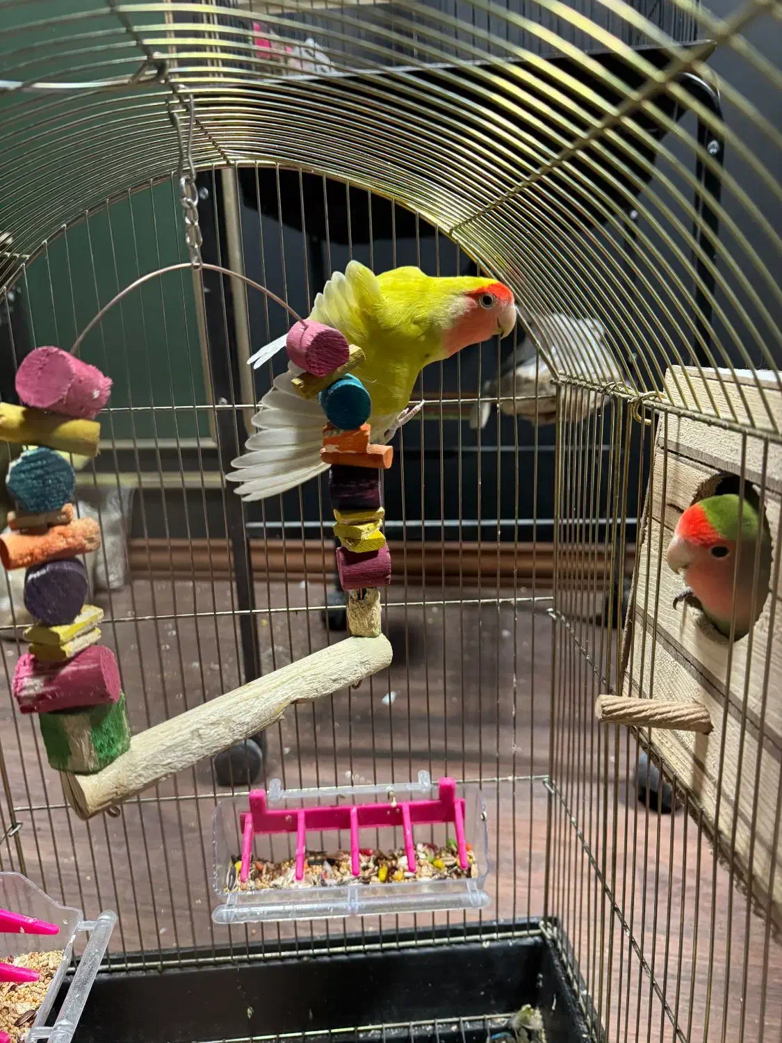 طوطی برزیلی مولد جفت|پرنده|شهریار, شهریار|دیوار