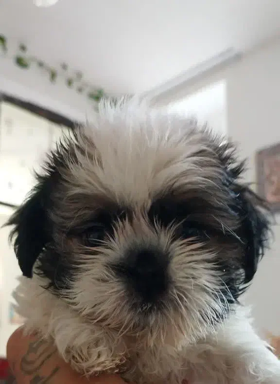 سگ شیتزو|سگ|کرمان, |دیوار