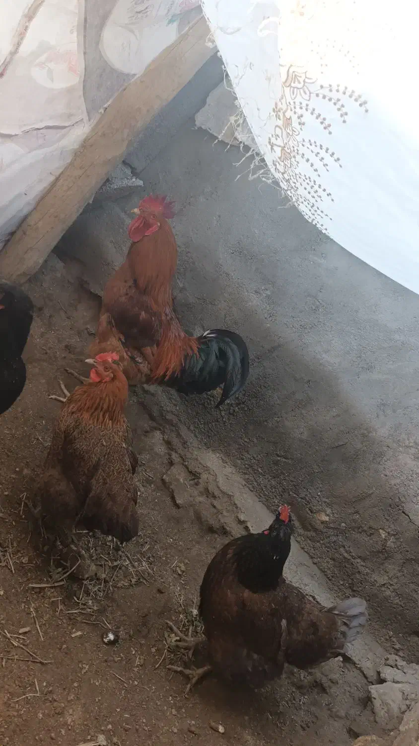 10000000|حیوانات مزرعه|کبودرآهنگ, |دیوار