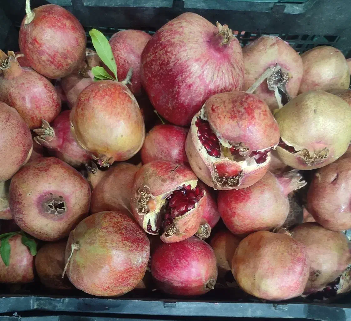 انار|خوردنی و آشامیدنی|جهرم, |دیوار