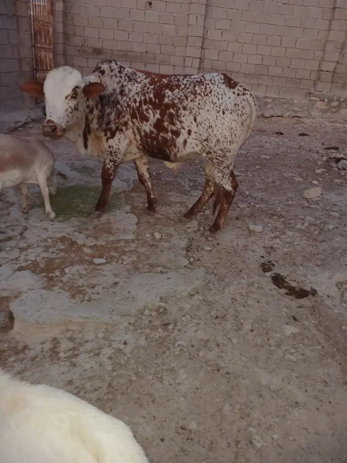 گاو نر|حیوانات مزرعه|قشم, |دیوار