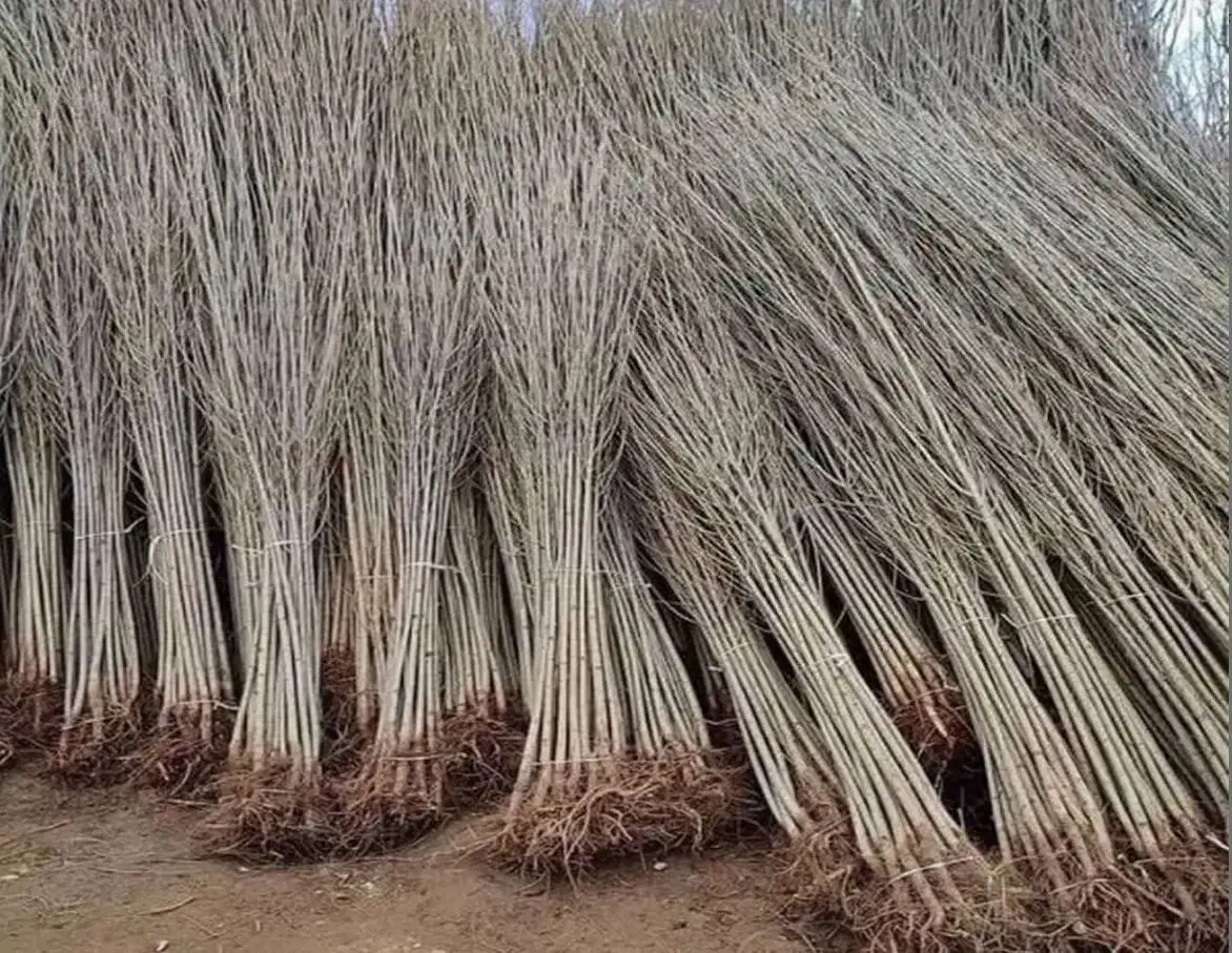 توزیع نهال صنوبر مقاوم به کم آبی|خدمات باغبانی و درختکاری|قزوین, |دیوار