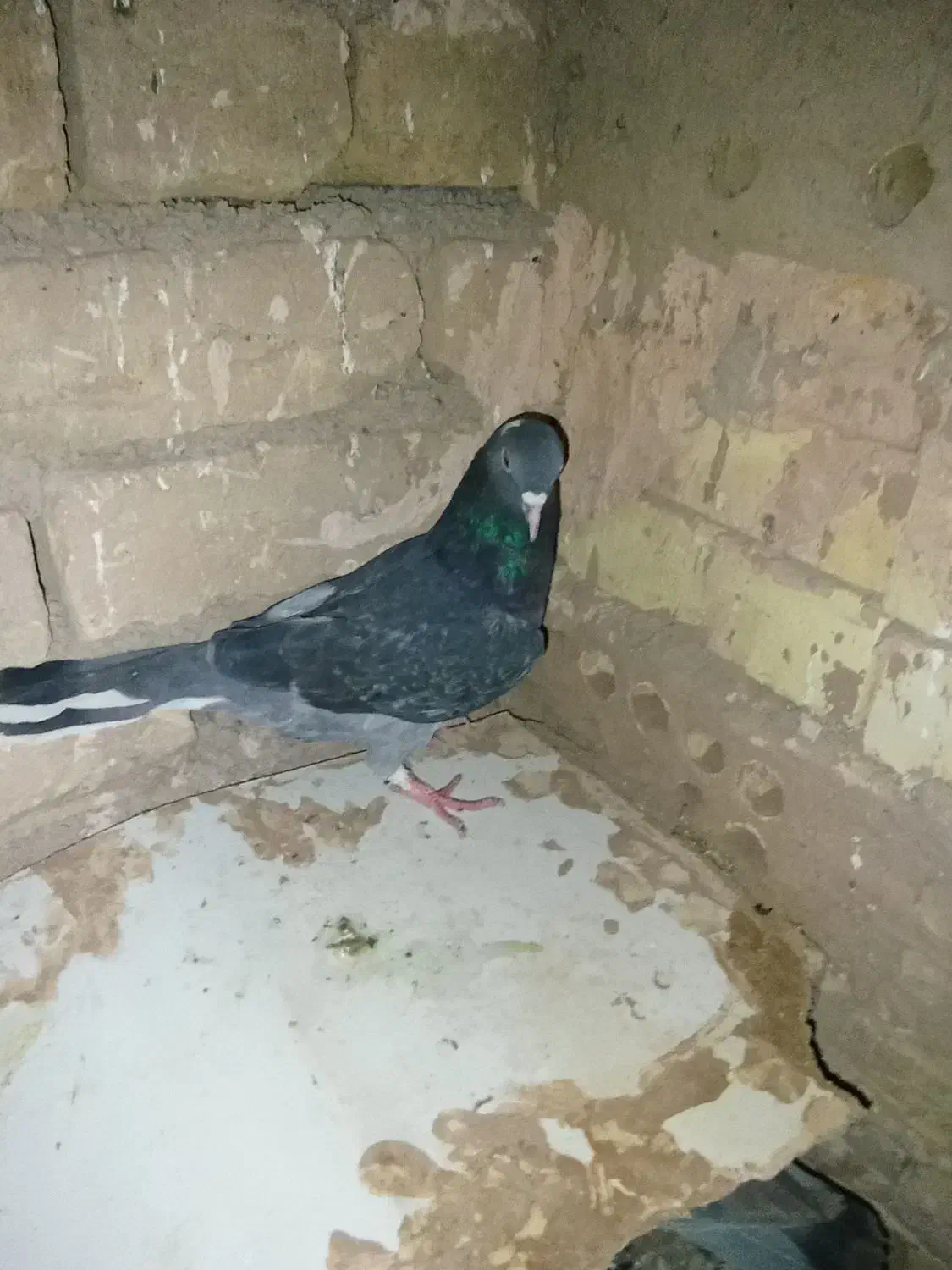 کفتر|پرنده|خوشاب, |دیوار