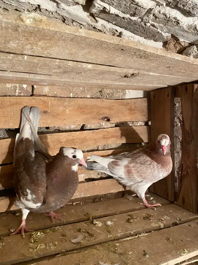 یه جفت کبوتر ابلاغ|پرنده|میاندوآب, |دیوار