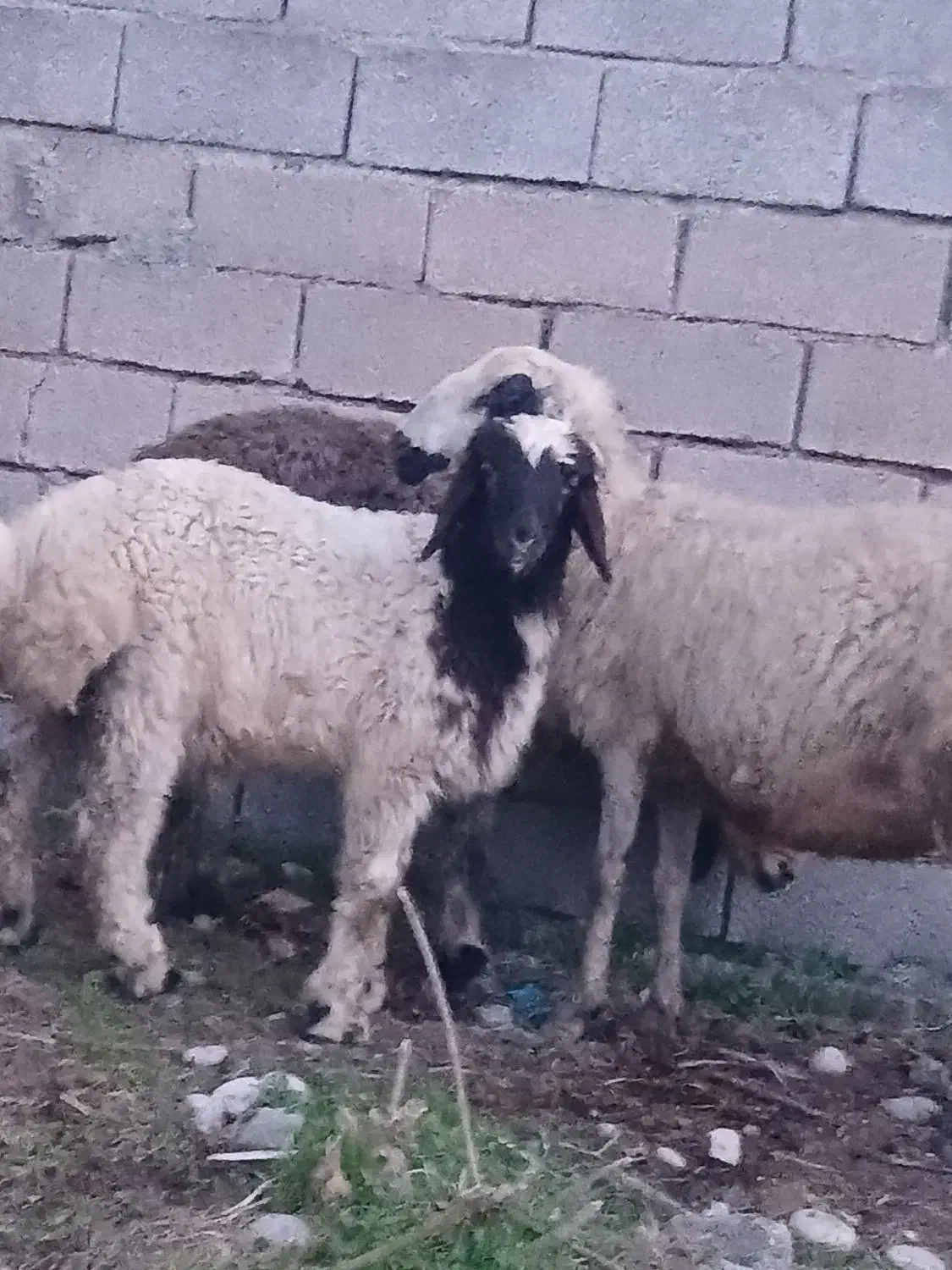 بز میش|حیوانات مزرعه|دزفول, |دیوار