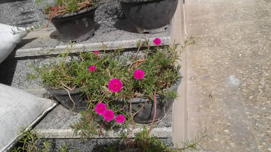 گل وگیاه طبیعی قیمت مناسب|گل و گیاه طبیعی|برازجان, |دیوار