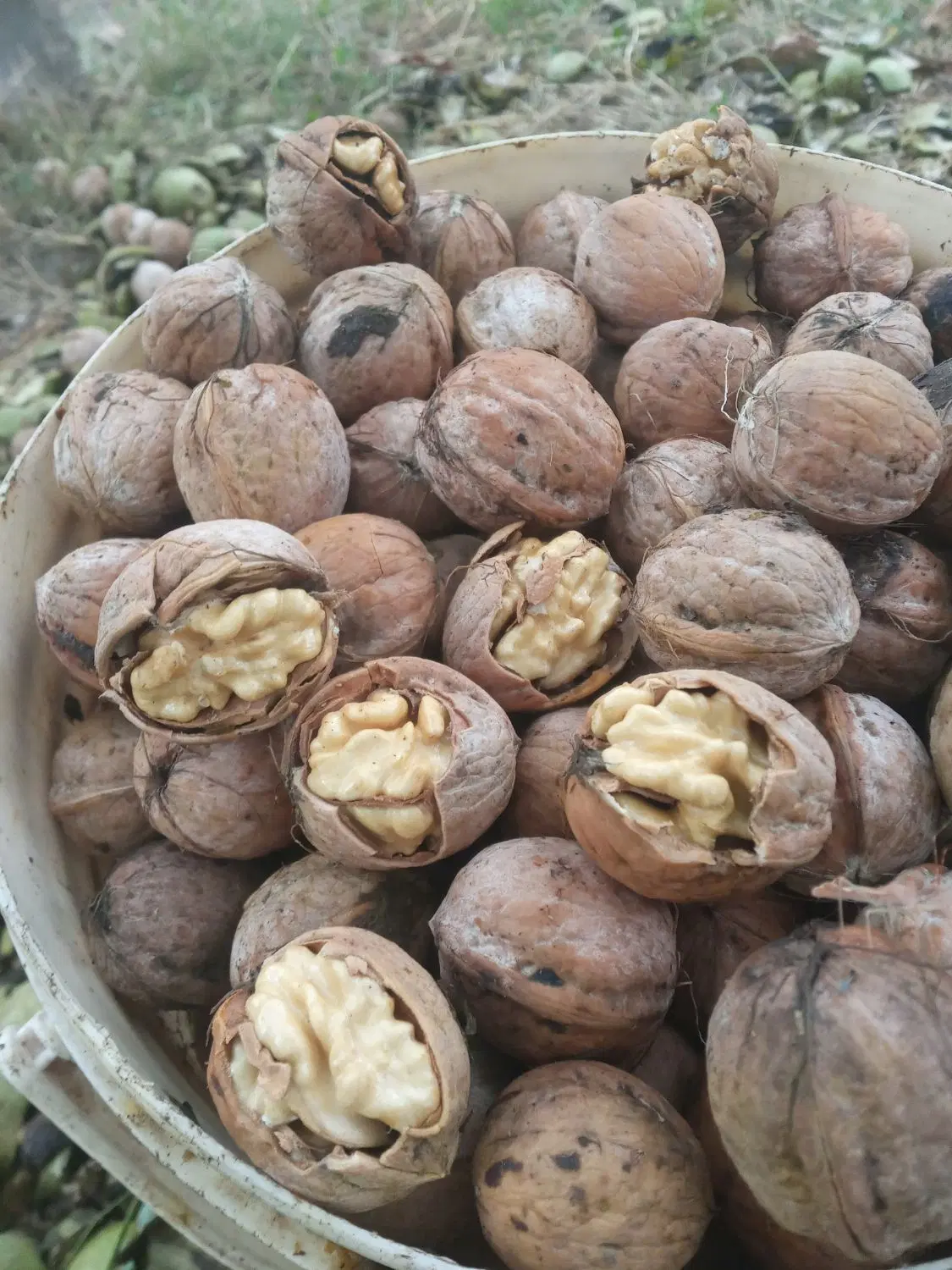 گردو|خوردنی و آشامیدنی|قره ضیاالدین, |دیوار